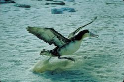 Taking off is one of the few times albatrosses use flapping in order to fly, and is the most energetically demanding part of a journey.