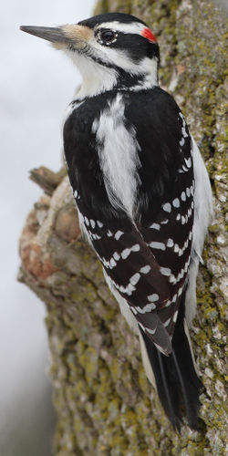 The Hairy Woodpecker, Picoides villosus, is a member of the family Picadae.