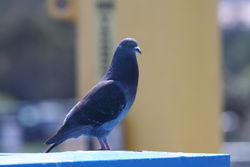 Rock Pigeon (Columba livia)