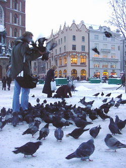 Feral pigeons in Krakw, Poland.