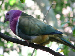 Male Pink-headed Fruit Dove,  Ptilinopus porphyreus