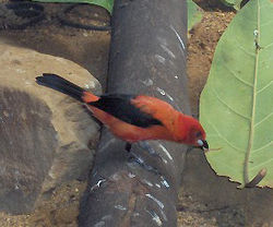 Brazilian Tanager (Ramphocelus bresilius)