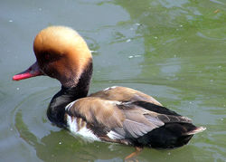 Red-crested Pochard