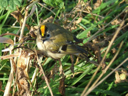 Goldcrest Regulus regulus