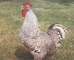 A "Barred Plymouth Rock" cock crowing