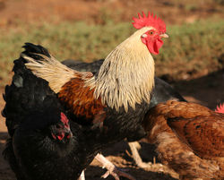 Cock amongst a flock of hens