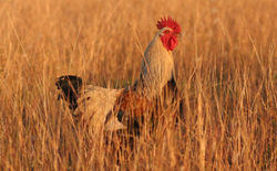 Rooster in grass, demonstrating the "alert" stance before sounding an alarm