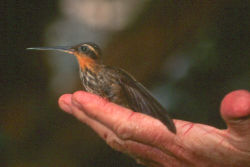 The Saw-billed Hermit (Ramphodon naevius) is among the most primitive living hummingbird species.