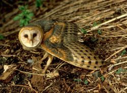 Barn Owl, Tyto alba