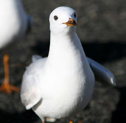 A Silver Gull, Lakes Entrance