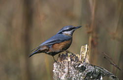 Male Eurasian Nuthatch