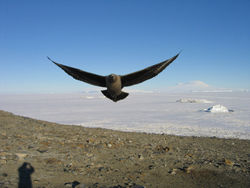 Skua in Antarctica