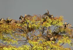 Snake birds nesting at Kalletumkara, Kerala