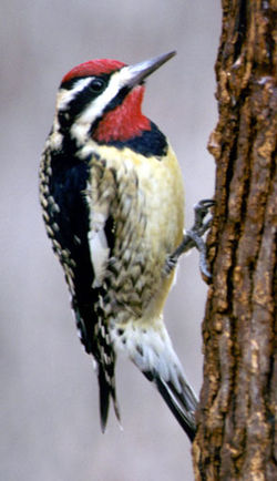 Yellow-bellied Sapsucker, Sphyrapicus varius