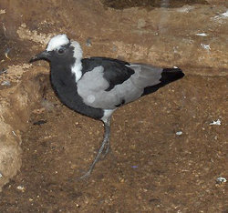 Blacksmith Lapwing (Vanellus armatus)