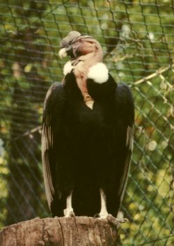 Condor in Nuremburg Zoo