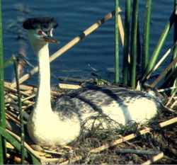 Western Grebe