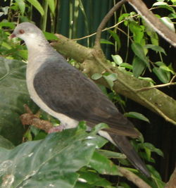 White-headed pigeon, Columba leucomela.