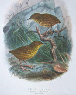 The famous Stephens Island Wren, victim of feral cats