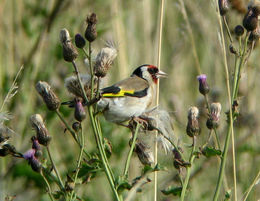 Goldfinches were once caught in thousands to be kept as cage birds