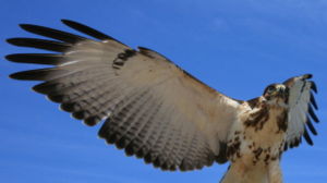 An African Hawk Eagle in flight.