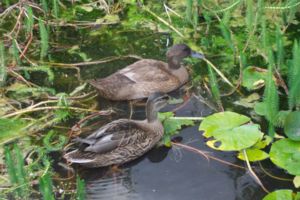 An 8 week old Khaki Campbell (rear) and a 13 week old Mallard