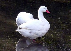 Coscoroba Swan. The hump beyond is a second individual.