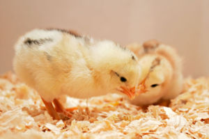 pair of day old chicks