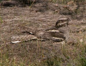 European Nightjar