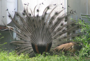 A rear view of an Indian Blue Peacock's tail feathers