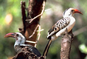 Red-billed Hornbills(Tockus erythrorhychus)