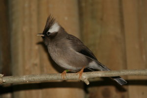 White-naped Yuhina