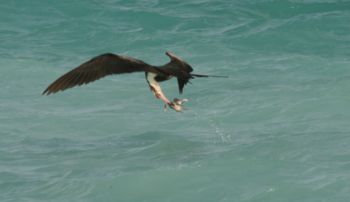 Frigatebirds obtain most of their food by snatching it from the ocean surface. In this case an immature Great Frigatebird is snatching a Sooty Tern chick dropped by another frigatebird