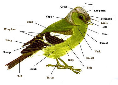 Anatomy of a typical bird