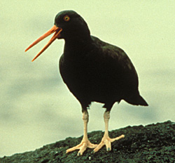 American Black Oystercatcher(Haematopus bachmani)