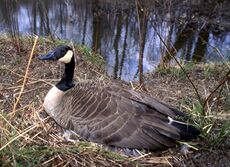 A Canada Goose