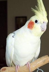 A captive-bred heavily pied cockatiel.