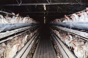 Battery cages, which measure 18 by 20 inches and hold 5 to 11 hens each.