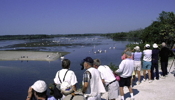 Birders at J "Ding" Darling reserve, Sanibel, Florida.