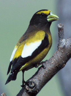 Evening Grosbeak