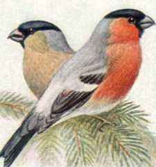 Eurasian bullfinch (male and female)