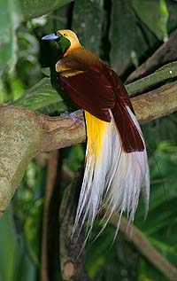 Lesser Bird of Paradise, Paradisaea minor