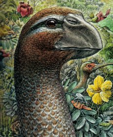 Artist's rendition of a moa-nalo, flightless ducks which had evolved to become larger than a swan and possessed massive beaks shaped much like a turtle's bill. Moa-nalo were the dominant herbivores on the larger Hawaiian Islands and were hunted to extinction during the second half of the 1st millennium AD.