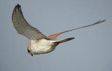 Nankeen Kestrel