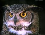 A horned owl, genus Bubo.