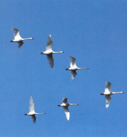 A flock of swans migrating