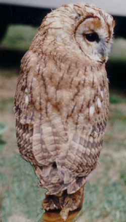 Image:Tawnyowl03.jpg