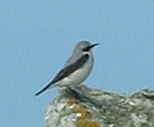 Northern Wheatear (male)