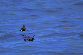 Wilson's Storm Petrels 'walking' on the water in Cordell Bank National Marine Sanctuary