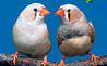  A pair of zebra finches, they are both males as the cheek color indicates.